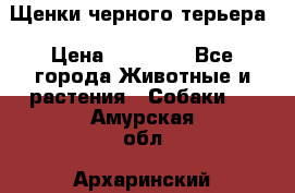 Щенки черного терьера › Цена ­ 35 000 - Все города Животные и растения » Собаки   . Амурская обл.,Архаринский р-н